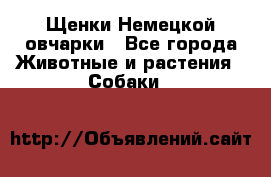 Щенки Немецкой овчарки - Все города Животные и растения » Собаки   